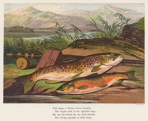 魚（カラーリトグラフ）