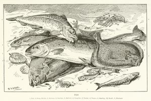 魚