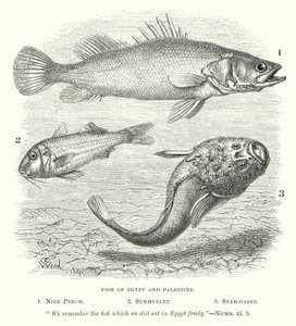 エジプトとパレスチナの魚（エングレーヴィング）