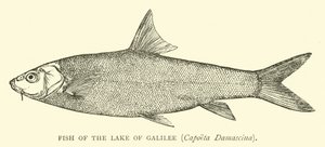 ガリラヤ湖の魚、Capoeta Damascina 作： English School