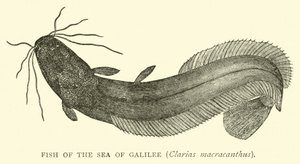 ガリラヤ湖の魚、Clarias macracanthus