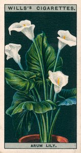鉢植えでの花の栽培アルムリリーまたはリチャレア（クロモリソウ） 作： English School