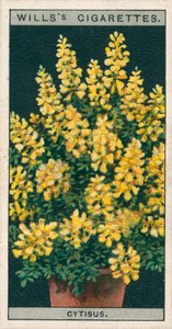 鉢での花栽培Cytisus または Genista (chromolitho) 作： English School