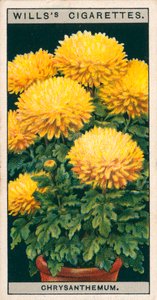 鉢での花栽培矮性菊（クロモリソウ） 作： English School