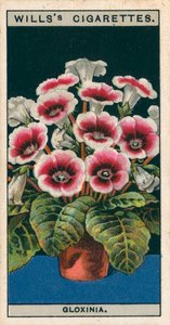 鉢での花栽培グロキシニア（クロモリソウ） 作： English School