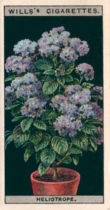 鉢での花栽培ヘリオトロープまたはチェリーパイ（クロモリソウ） 作： English School