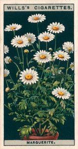 鉢での花栽培マルグリット（クロモリト） 作： English School