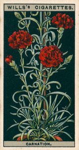 鉢での花栽培永久咲きカーネーション（クロモリソウ） 作： 英語学校