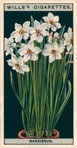鉢での花栽培詩人水仙（クロモリソウ） 作： English School