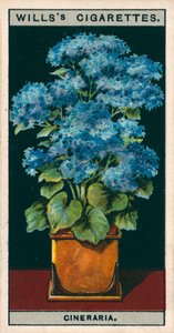 鉢での花栽培スターシネラリア（クロモリソウ） 作： English School