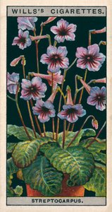 鉢植えでの花の栽培ストレプトカーパスまたはケーププリムローズ（クロモリソウ） 作： English School