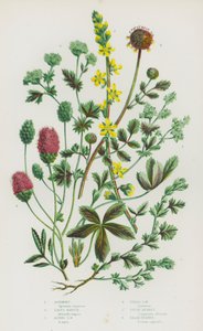 Flowering Plants of Great Britain:アグリモニー、レディーズ・マントル、アルパイン・レディーズ・マントル、フィールド・レディーズ・マントル、グレート・バーネット、サラダ・バーネット(カラーリトグラフ) 作： English School