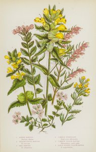 グレートブリテンの開花植物。アルパイン・バーツイア、イエロー・ビスキッド・バーツイア、レッド・バーツイア、コモン・アイブライト、コモン・イエロー・ラトル、ラージ・ブッシー・イエロー・ラトル（カラーリトグラフ版 作： English School