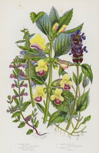 グレートブリテンの開花植物。バスタード バーム、コモン セルフ ヒール、コモン スカル キャップ、レッサー スカル キャップ（カラーリトグラフ版 作： English School