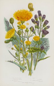 グレートブリテンの開花植物。ブルー・ソウ・アザミ、ソウ・アザミ、コーン・ソウ・アザミ、コモン・アニュアル・ソウ・アザミ、シャープ・フリンジ・アニュアル・ソウ・アザミ（カラーリトグラフ版 作： English School
