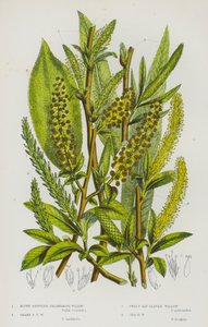 イギリスの開花植物：ブラント・チップド・トリアンドラス・ウィロー、シャープ・チップド・トリアンドラス・ウィロー、スイート・ベイ・リーブド・ウィロー、クラック・ウィロー（カラーリトグラフ）