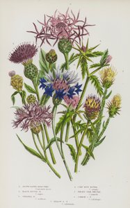 イギリスの草花：ブラウンレイド・ナップウィード、ブラックディスコイド・ナップウィード、グレーター・ナップウィード、コーンブルーボトル、ジャージー・スターアザミ、コモンスターアザミ、イエロースターアザミ（カラーリトグラフ） 作： English School