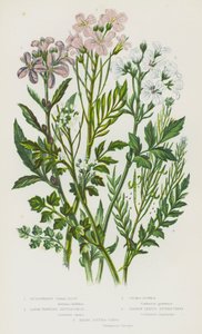 Flowering Plants of Great Britain:球根植物のコーラル・ルート、大輪のビター・クレス、カッコウ・フラワー、ナロー・リーブド・ビター・クレス、ヘアー・ビター・クレス（カラーリトグラフ版 作： English School