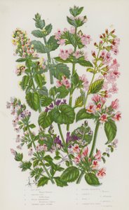 グレートブリテンの開花植物。キャットミント、グラウンドアイビー、ホワイトホアハウンド、コモンバジルタイム、レッサーカラミンチ、コモンカラミンチ、ウッドカラミンチ、コモンワイルドバジル（カラーリトグラフ版 作： English School
