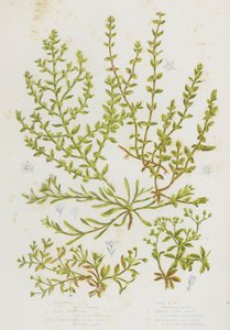 グレートブリテンの顕花植物チックウィード、サンドストラップウォート、グラブラスラプチャーウォート、ヘアリーラプチャーウォート、ホワートルドノットグラス、フォーリーブドオールシード（カラーリトグラフ 作： English School