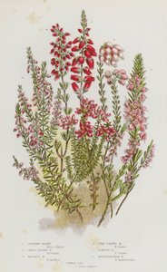 イギリスの開花植物：繊毛ヒース、交差葉ヒース、マッケイヒース、松葉ヒース、コーニッシュヒース、地中海ヒース、コモン・リング（カラーリトグラフ） 作： English School