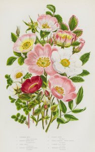 グレートブリテンの開花植物。シナモン・ローズ、バーネット・リーヴド・ローズ、アイリッシュ・ローズ、プリックリー・ウネウネ・ローズ、ヴィラス・ローズ、スモール・リーヴド・スイート・ブライアー、コモン・ドッグ・ローズ、トレーリング・ドッグ・ローズ（カラーリトグラフ版 作： English School