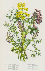 イギリスの開花植物：クライミング・コリダリス、球根フミトリー、イエロー・フミトリー、ランピング・フミトリー、コモン・フミトリー、スモール・フラワー・フミトリー（カラーリトグラフ） 作： English School