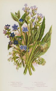 グレートブリテン島の開花植物。Common Alkanet, Evergreen Alkanet, Small Bugloss, Common Comfrey, Tuberous Comfrey (カラーリトグラフ) 作： English School