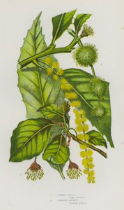 グレートブリテンの開花植物。ブナ、スパニッシュチェスナット（カラーリトグラフ 作： English School