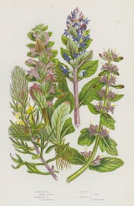 グレートブリテンの開花植物。コモンビューグル、ピラミッドビューグル、アルパインビューグル、イエロービューグル（カラーリトグラフ版 作： English School