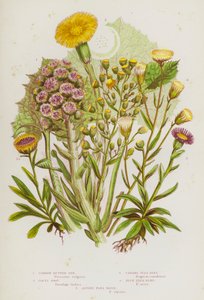 イギリスの開花植物：コモンバターバー、コルツフット、カナダノミバネ、ブルーノミバネ、アルパインノミバネ（カラーリトグラフ） 作： English School
