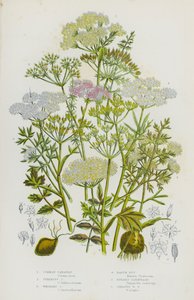 グレートブリテンの開花植物。コモン・キャラウェイ、チューベラス・キャラウェイ、ホエールド・キャラウェイ、アース・ナッツ、バーネット・ユキノシタ、グレーター・バーネット・ユキノシタ（カラーリトグラフ版 作： English School