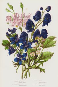 グレートブリテンの顕花植物。コロンバイン、フィールドラークスパー、モンクスフード、ベーンベリー（カラーリトグラフ 作： English School