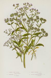 イギリスの開花植物。コモン・コーン・サラダ、カリネード・コーン・サラダ、シャープ・フルーテッド・コーン・サラダ、スムース・ナロー・フルーテッド・コーン・サラダ（カラーリトグラフ版 作： English School