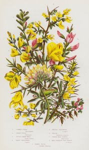 イギリスの開花植物：コモンファーズ、ドワーフファーズ、ダイアーズグリーンウィード、ヘアリーグリーンウィード、ニードルグリーンウィード、ブルーム、コモンレストハロー、スモールスプレッドレストハロー、キドニーベッチ（カラーリトグラフ） 作： English School