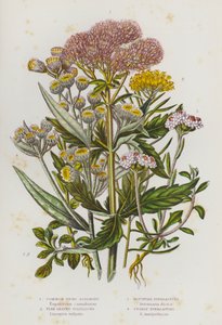 Flowering Plants of Great Britain:コモン・ヘンプ・アグリモニー、フラックス・リブド・ゴルディロックス、マウンテン・エバーラスティング、パーリー・エバーラスティング（カラーリトグラフ版 作： English School