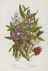 グレートブリテンの開花植物。ホリー、プリベット、トネリコ、ツルニチニチソウ、ツルニチニチソウ（カラーリトグラフ版 作： English School