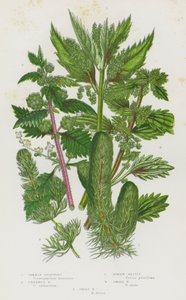 グレートブリテン島の開花植物。Common Hornwort, Unarmed Hornwort, Roman Nettle, Small Nettle, Great Nettle (カラーリトグラフ) 作： English School