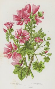 イギリスの開花植物：コモンマロウ、ドワーフマロウ、マスクマロウ（カラーリトグラフ）