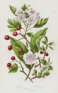 グレートブリテンの顕花植物。メドラー、サンザシ、コトネアスター(カラーリトグラフ) 作： English School