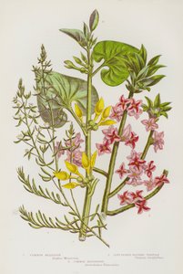 グレートブリテンの開花植物。Common Mezereon, Lint-Leaved Bastard Toadflax, Common Birthwort (カラーリトグラフ) 作： English School