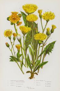 イギリスの開花植物：コモンマウスイヤーホークウィード、オレンジホークウィード、アルパインホークウィード、ブラックヘッドホークウィード、ペールホークウィード、ウォールホークウィード、ウッドホークウィード（カラーリトグラフ） 作： English School