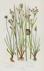 イギリスの開花植物：コモンラッシュ、レッサーシャープシーラッシュ、シャープフラワージョインテッドラッシュ、クラスタードアルパインラッシュ、ガマラッシュ、ツーフラワーラッシュ、スリーフラワーラッシュ（カラーリトグラフ） 作： English School