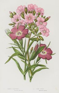 イギリスの開花植物：コモンソープワート、コーンコックル（カラーリトグラフ） 作： English School