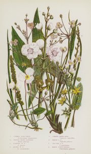 グレートブリテンの顕花植物。コモン・スター・フルーツ、グレーター・ウォーター・プランテイン、フローティング・ウォーター・プランテイン、レッサー・ウォーター・プランテイン、コモン・アロー・ヘッド、マーシュ・アロー・ヘッド、シーサイド・アロー・ヘッド、マーシュ・シェイシェリア（カラーリトグラフ版 作： English School
