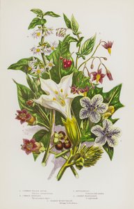 イギリスの開花植物：コモン・ソーンアップル、コモン・ヘンベイン、ビタースウィート、コモン・ナイトシェイド、デッドリー・ナイトシェイド（カラーリトグラフ） 作： English School