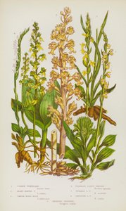 Flowering Plants of Great Britain:Common Twayblade, Heart-Leaved Twayblade, Common Birds-Nest, Fragrant Lady