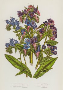 イギリスの開花植物：コモン・バイパーズ・バーグロス、パープル・フラワー・バーグロス、コモン・ラングウォート、ナローリーブ・ラングウォート（カラーリトグラフ） 作： English School