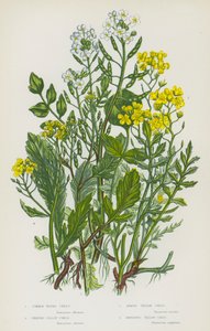 グレートブリテンの開花植物。コモン・ウォーター・クレス、クリーピング・イエロー・クレス、アニュアル・イエロー・クレス、水陸両用のイエロー・クレス（カラーリトグラフ版 作： English School