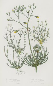 グレートブリテンの開花植物。コーン・スパーリー、ノット・スパーリー、パール・ワート・スパーリー、アウル・シェイプト・スパーリー（カラーリトグラフ版 作： English School